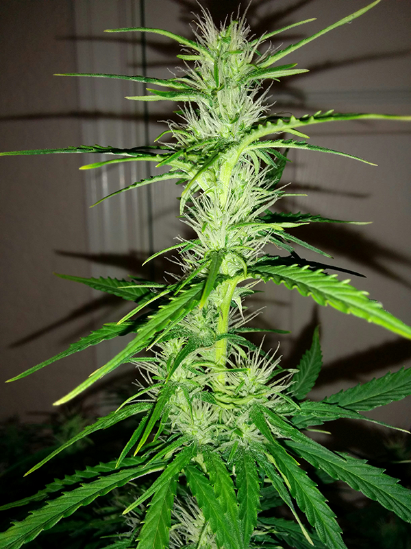 Northern Lights Auto Day 43 - #2 - Pic 3