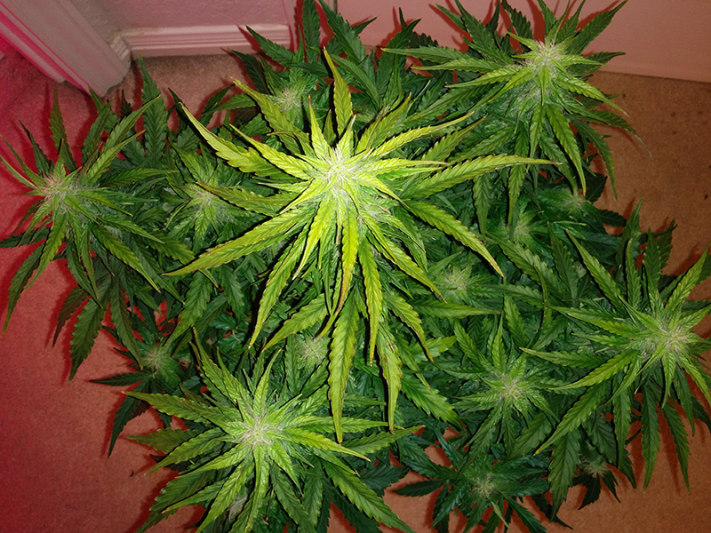 Northern Lights Auto Day 46 - #1 - Pic 1