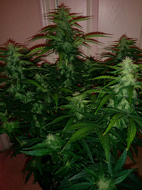 Northern Lights Auto Day 46 - #1 - Pic 2