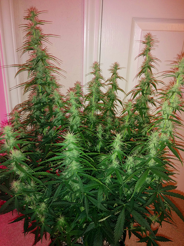 Northern Lights Auto Day 46 - #2 - Pic 2