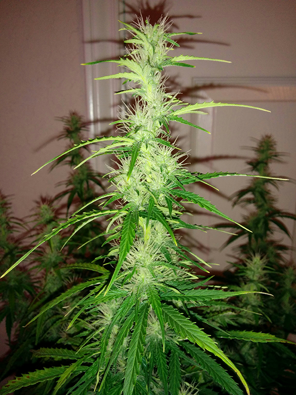 Northern Lights Auto Day 46 - #2 - Pic 3