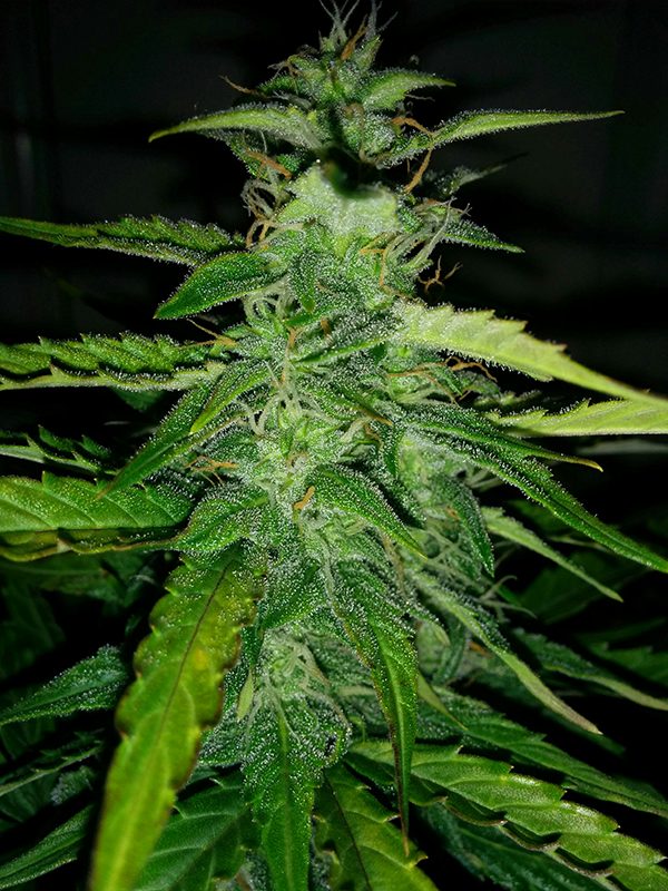 Northern Lights Auto Day 49 - #1 - Pic 3