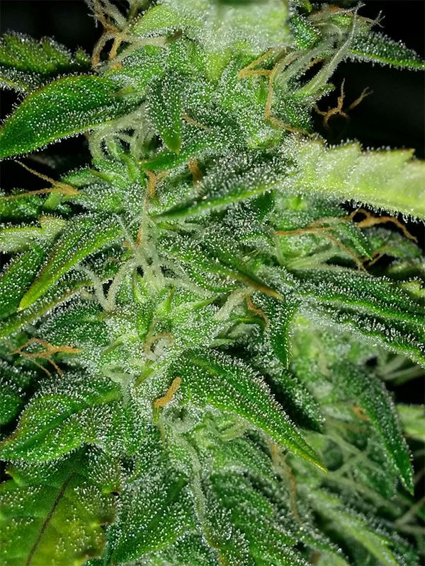 Northern Lights Auto Day 49 - #1 - Pic 4