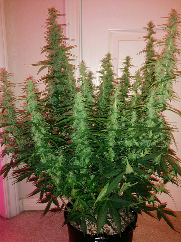 Northern Lights Auto Day 49 - #2 - Pic 2