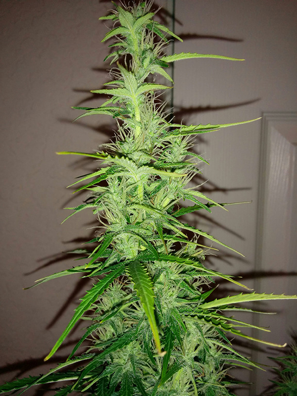 Northern Lights Auto Day 49 - #2 - Pic 3