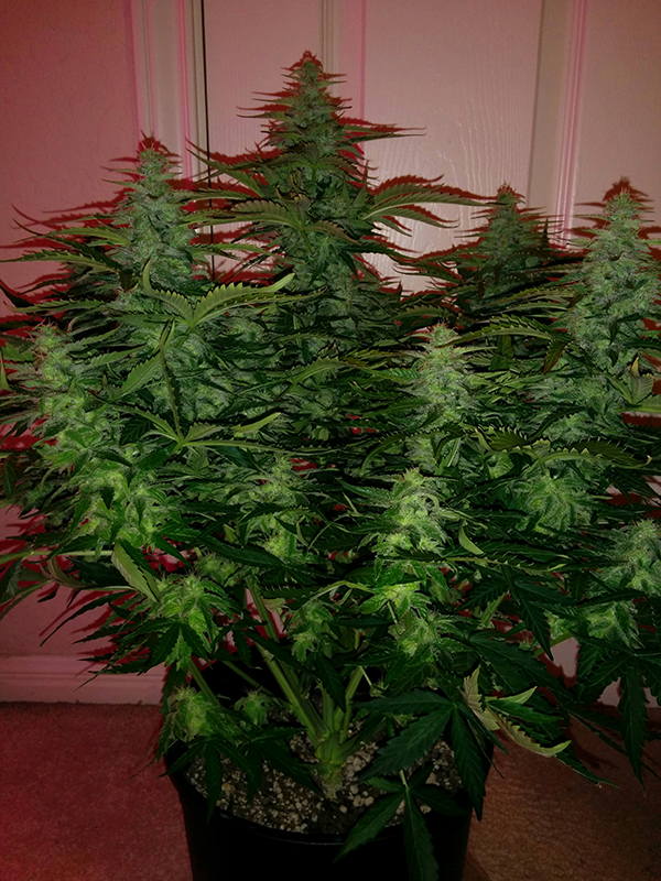 Northern Lights Auto Day 54 - #1 - Pic 2