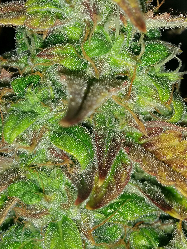 Northern Lights Auto Day 60 - #1 - Pic 4