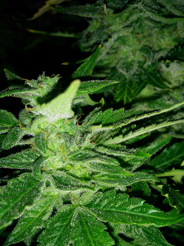 Northern Lights Auto Day 60 - #1 - Pic 5