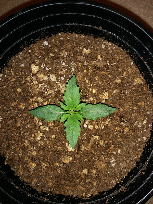 Northern Lights Auto Day 9 - #1