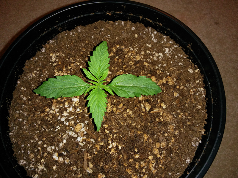 Northern Lights Auto Day 9 - #2