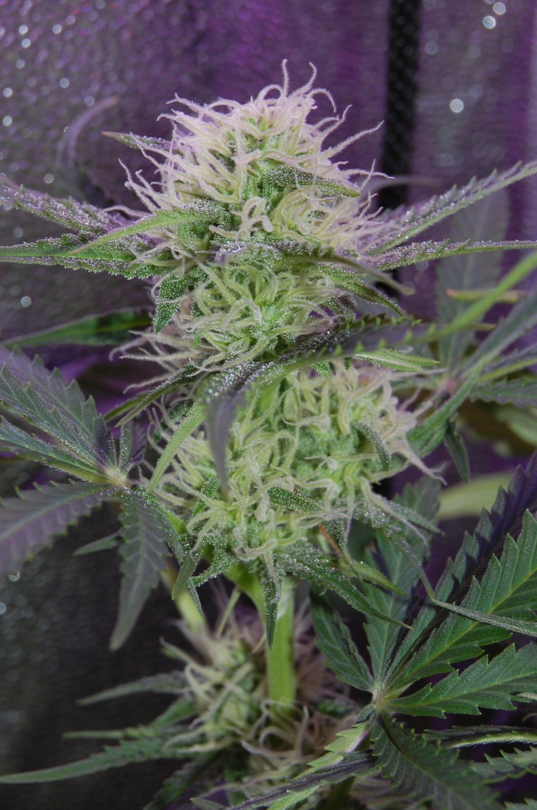 northern-lights-auto-flower.JPG