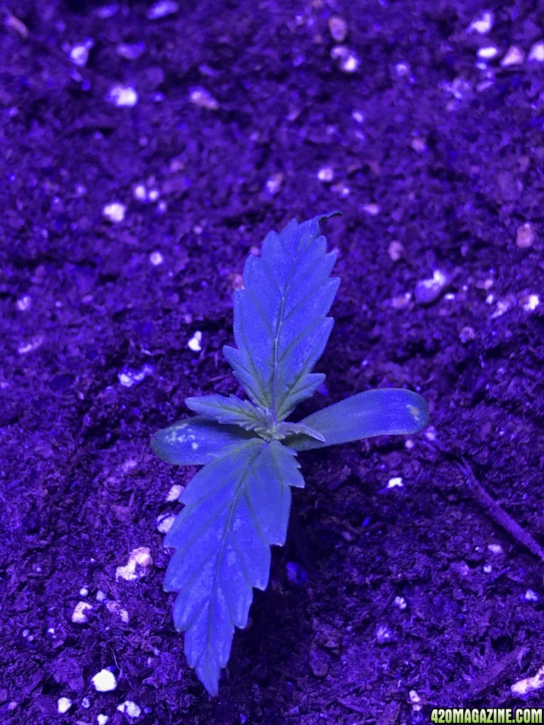 Northern Lights Auto Seedling