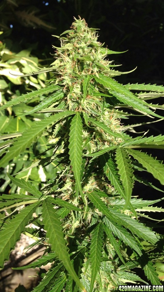 Northern lights auto