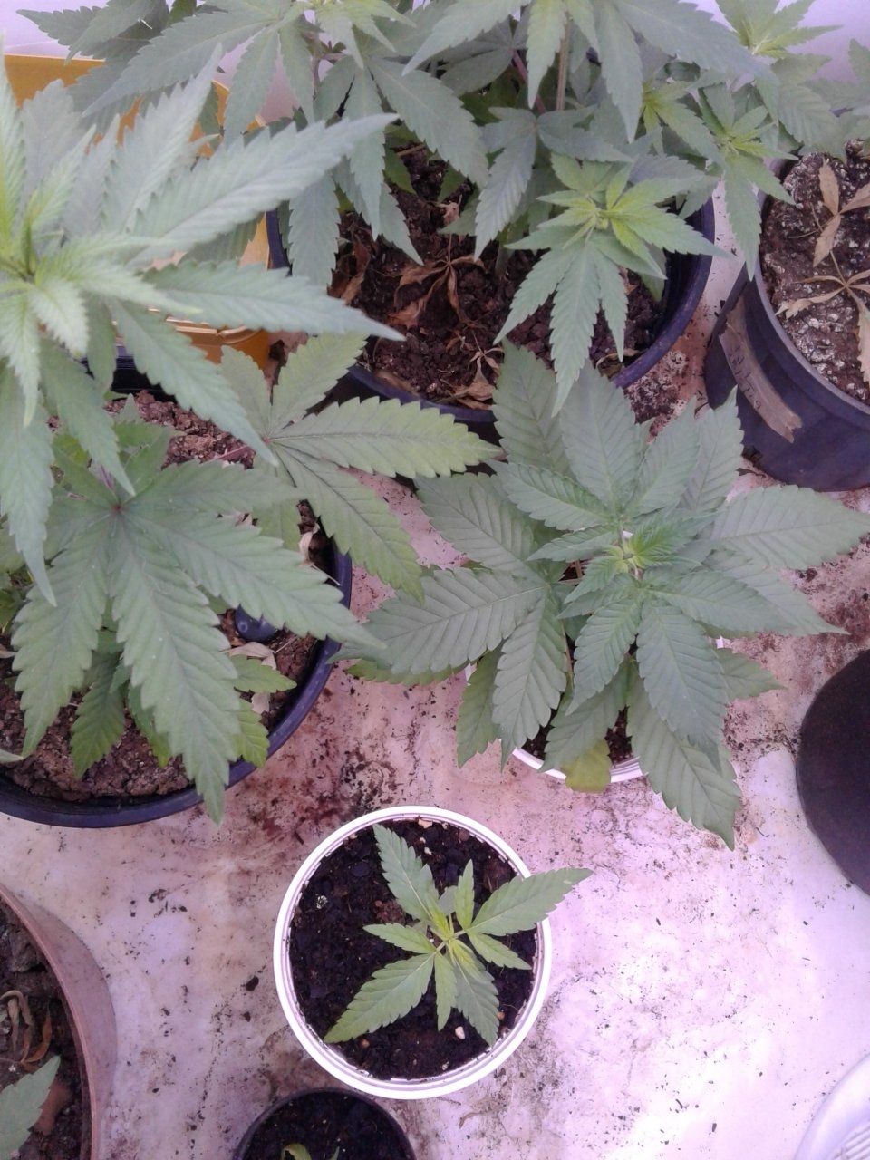 Northern lights before transplant.jpg