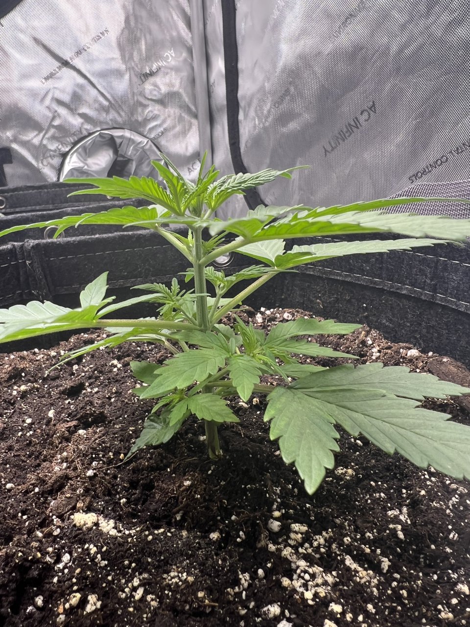 Northern Lights Day 15