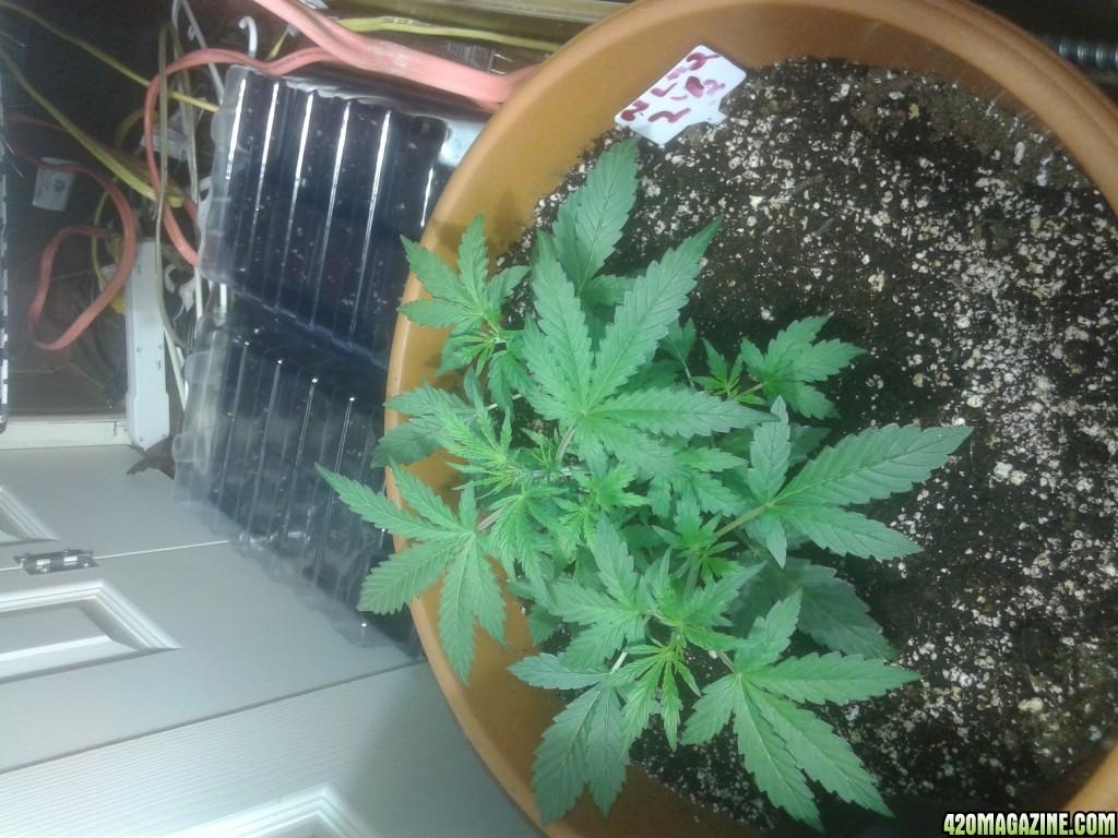 Northern Lights Day 21