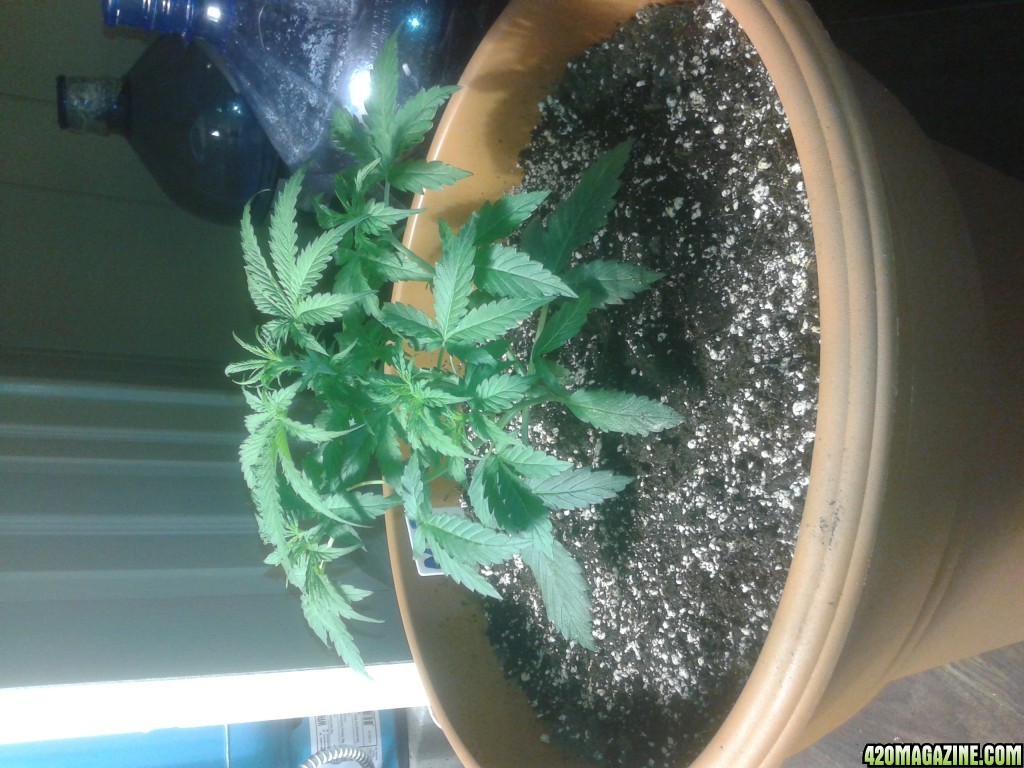 Northern Lights Day 21