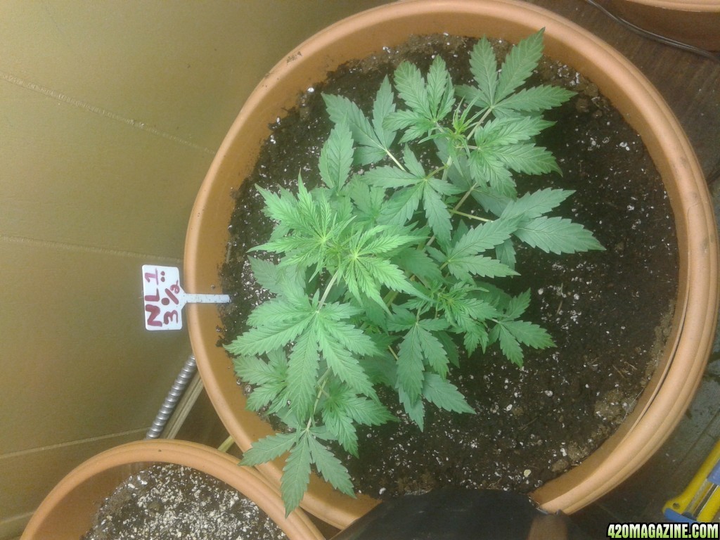 Northern Lights Day 21