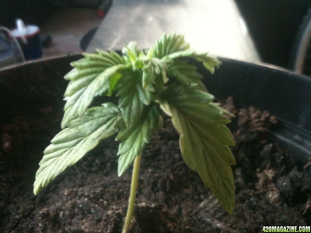 northern lights day 24