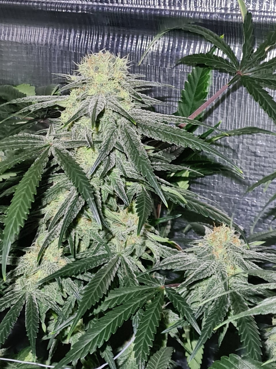 Northern lights day 38 flower