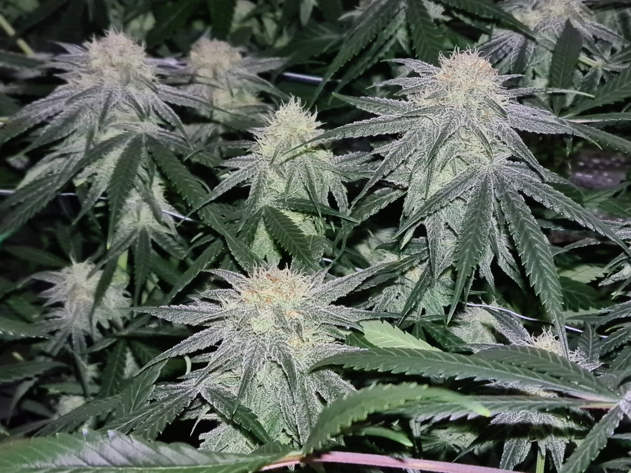 Northern lights day 38 flower