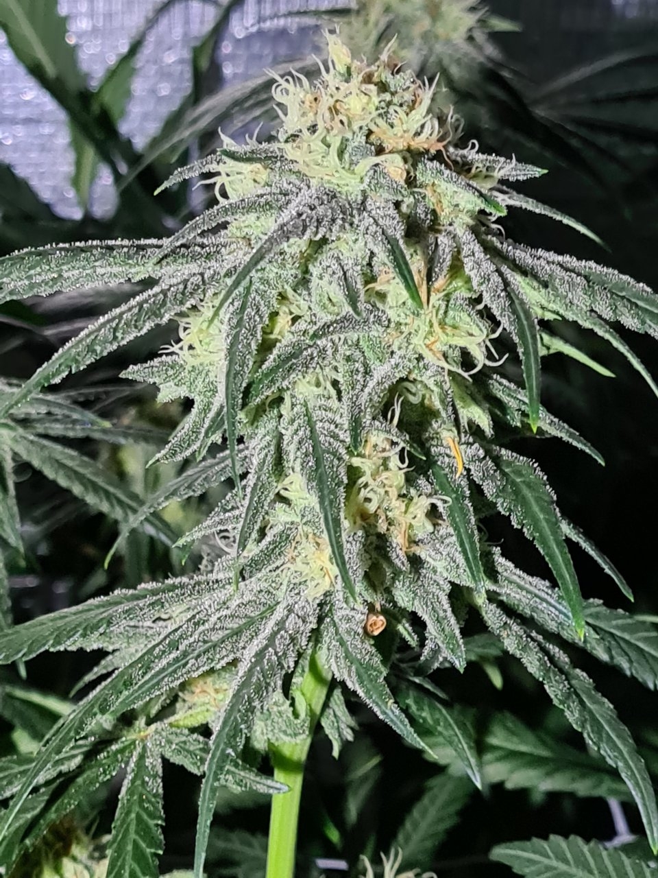 Northern lights day 38 flower