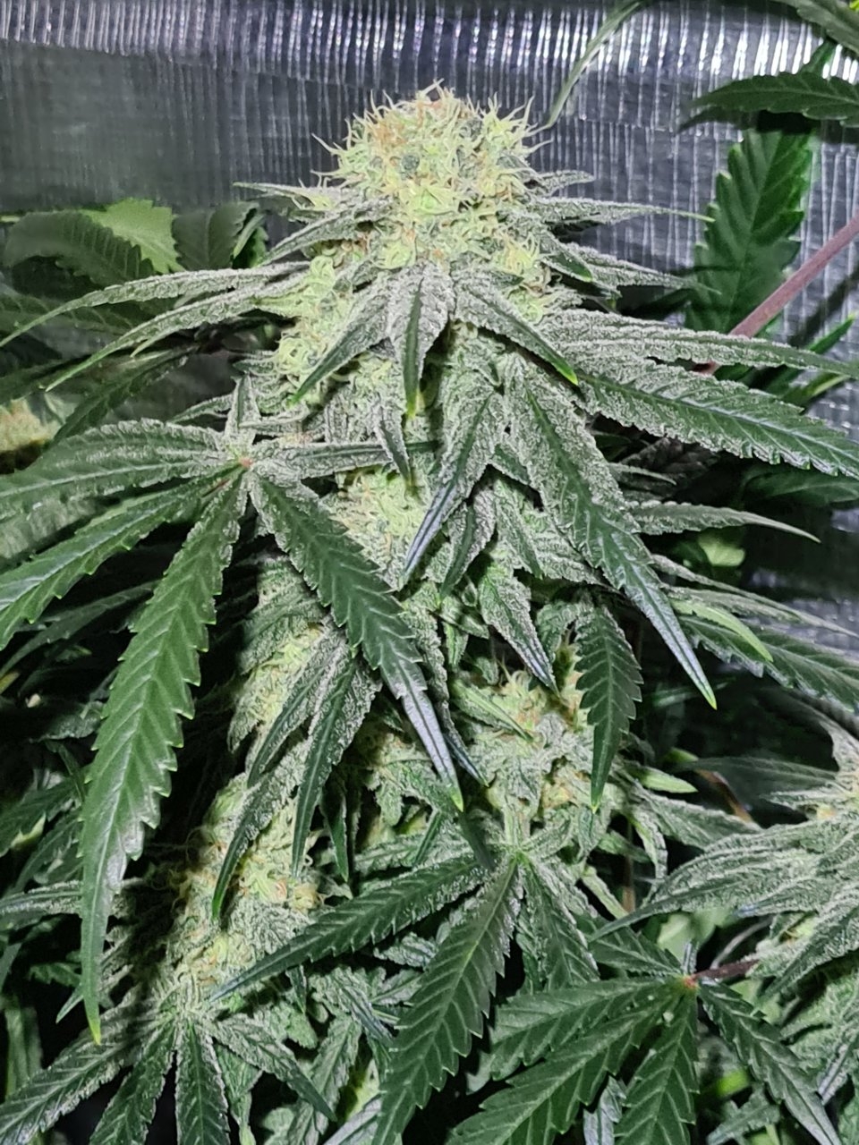 Northern lights day 38 flower