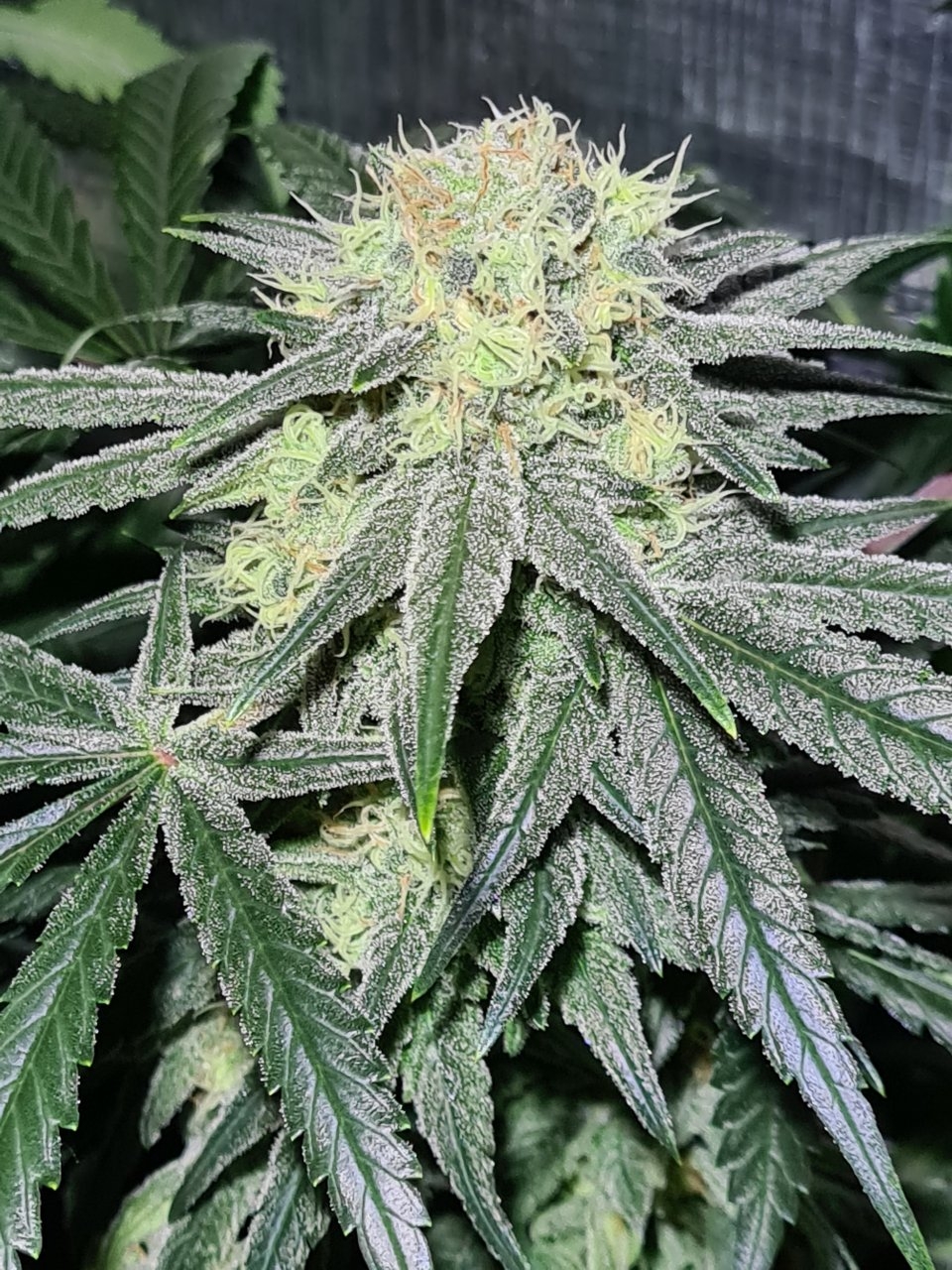 Northern lights day 38 of flower