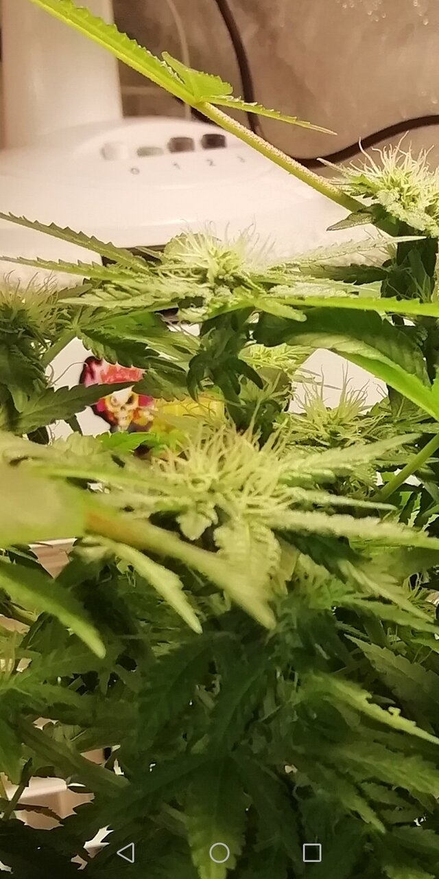 Northern lights fem