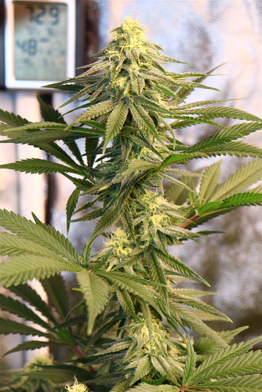 Northern Lights Feminized #1-Day 35 of Flowering