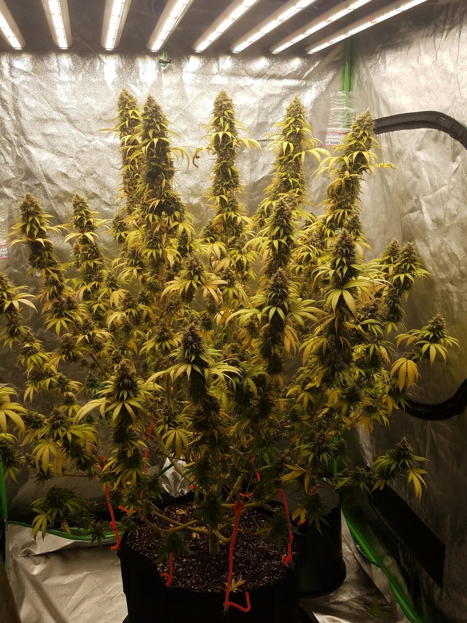 Northern Lights Flip Day 60 Day 52 With Hairs 7.jpg