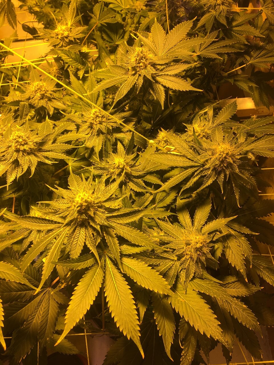 Northern Lights Flower Day #50