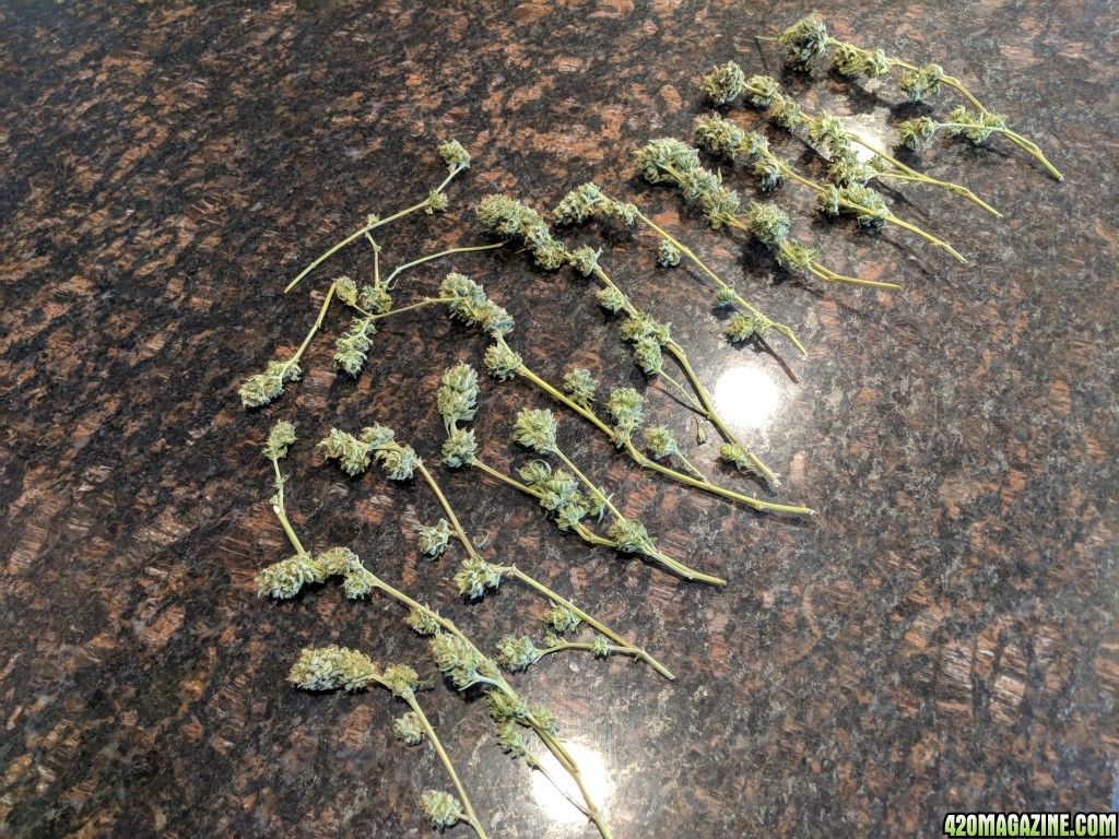 Northern Lights Harvest