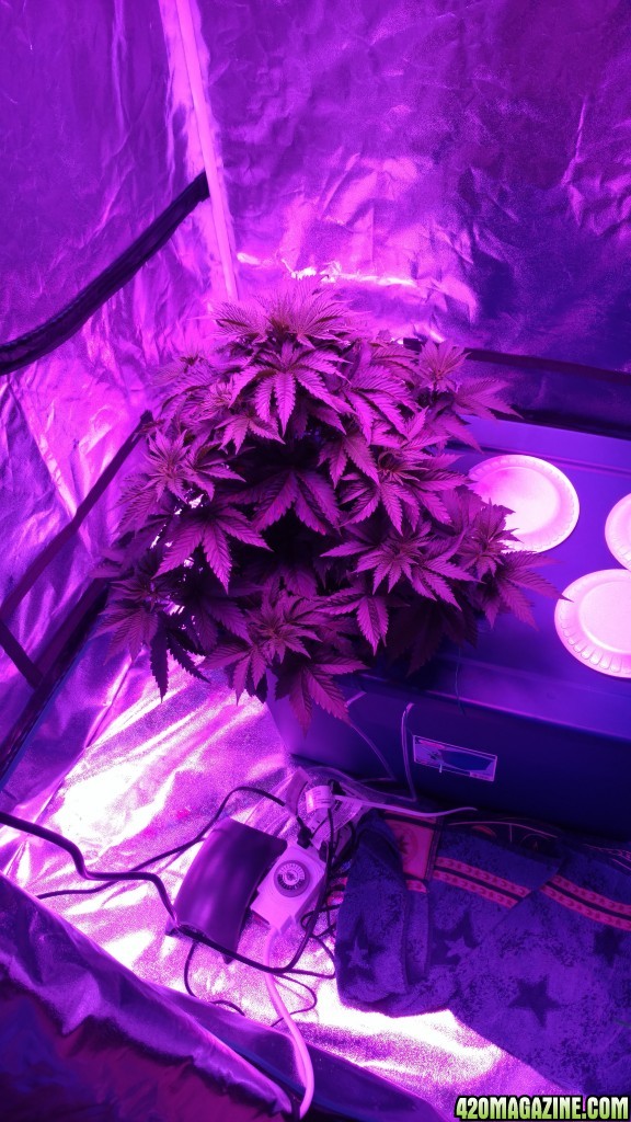 Northern lights just u dr 6 weeks from seed