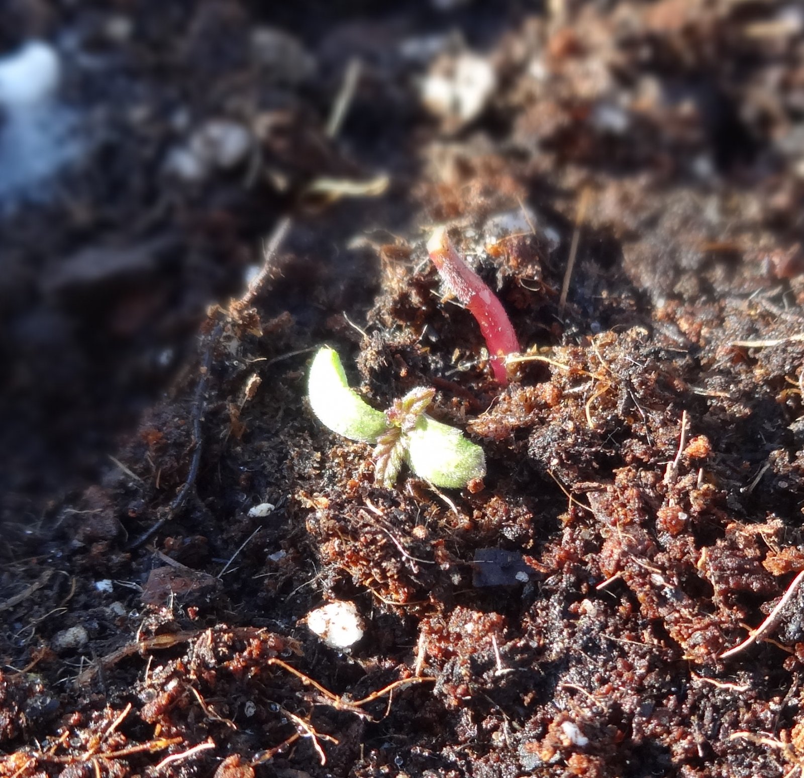 Northern Lights seedling.JPG