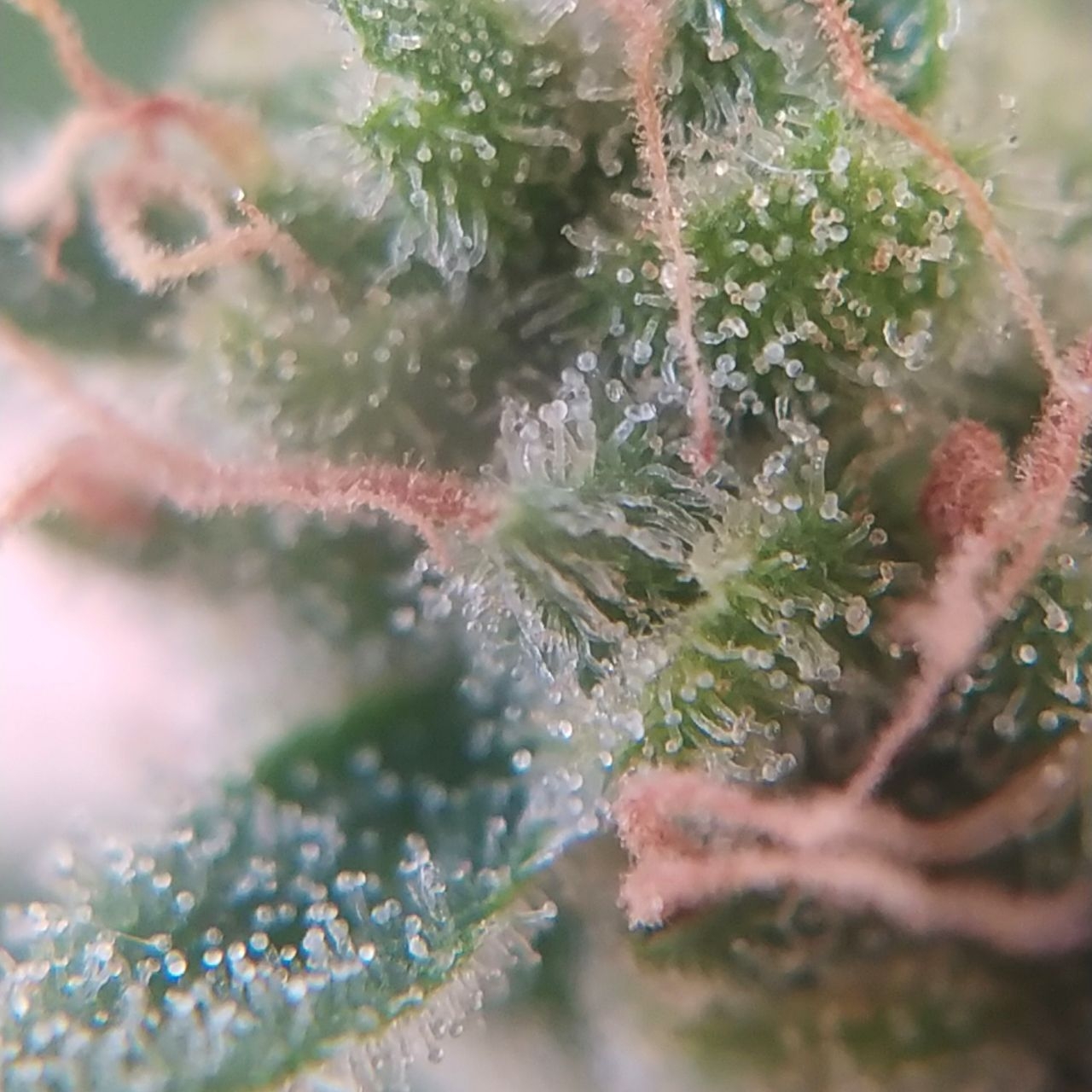 Northern Lights Trichomes.jpg