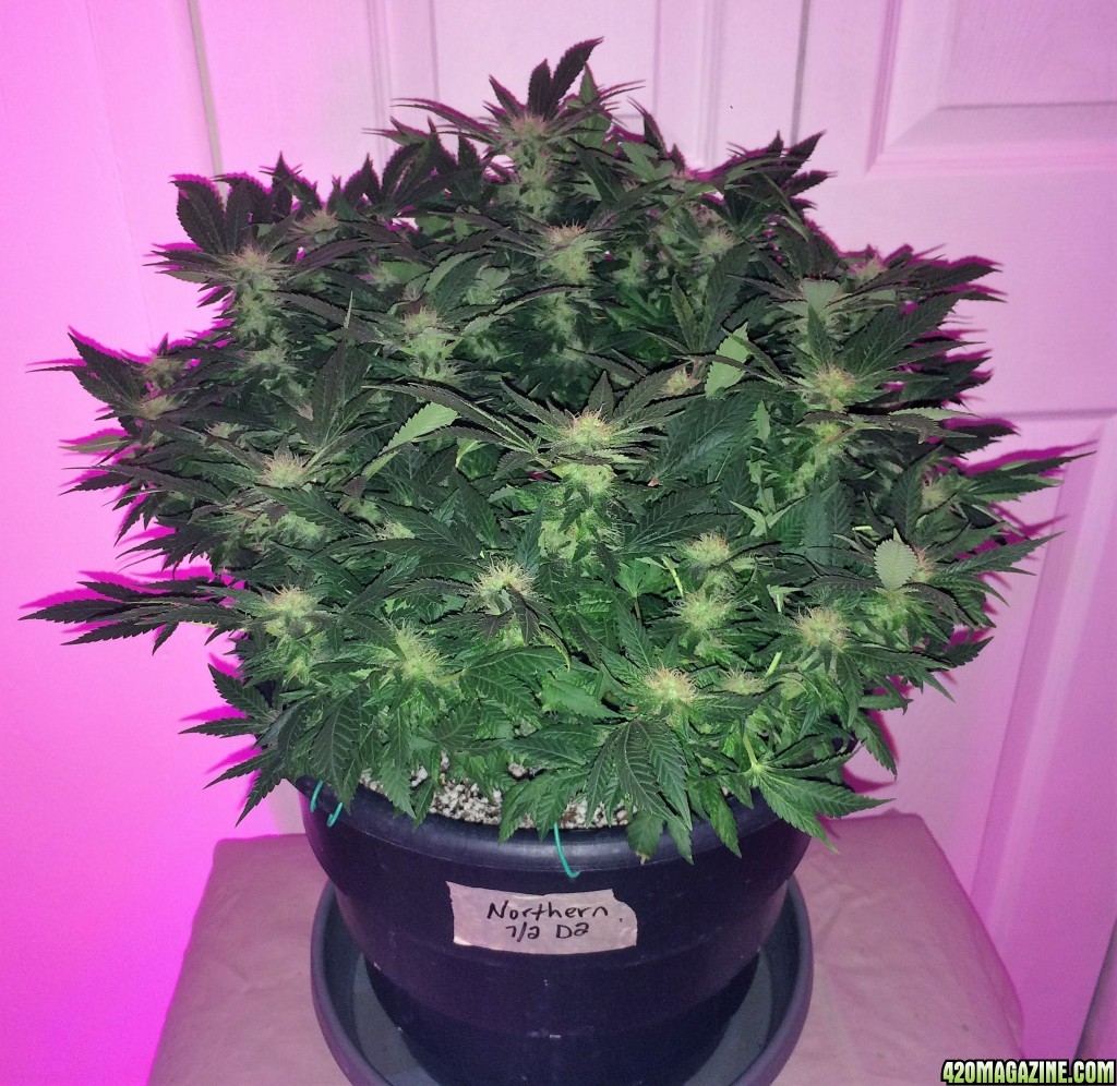 Northern Lights Week 12 Flowering Day 36