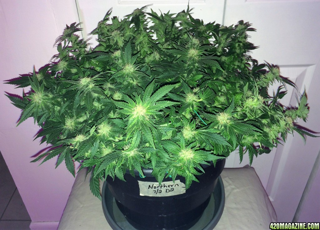 Northern Lights Week 12 Flowering Day 36