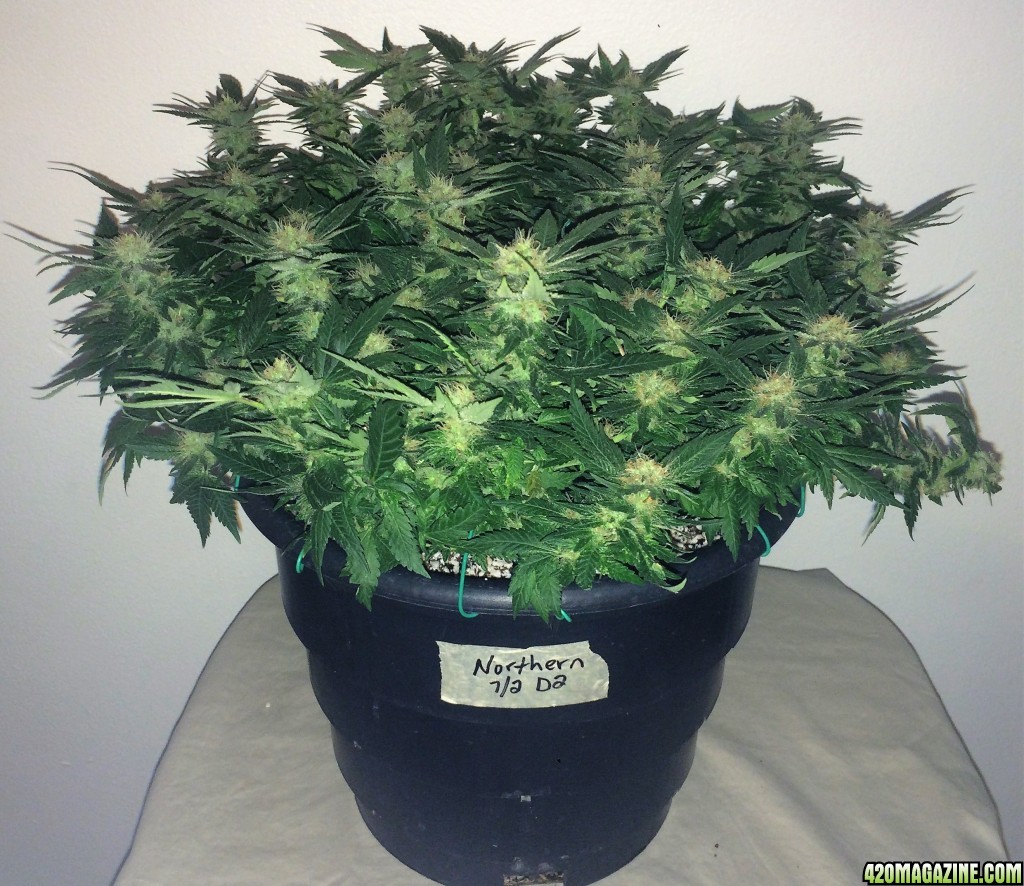 Northern Lights Week 13 Flowering Day 43