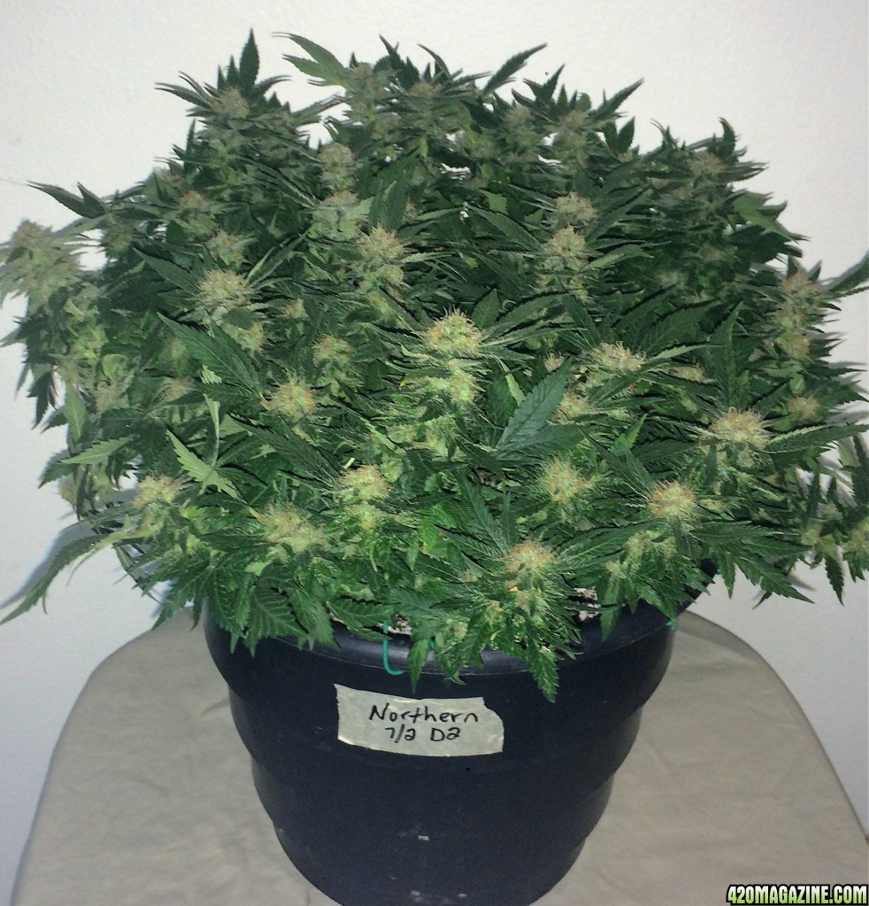 Northern Lights Week 14 Flowering Day 50