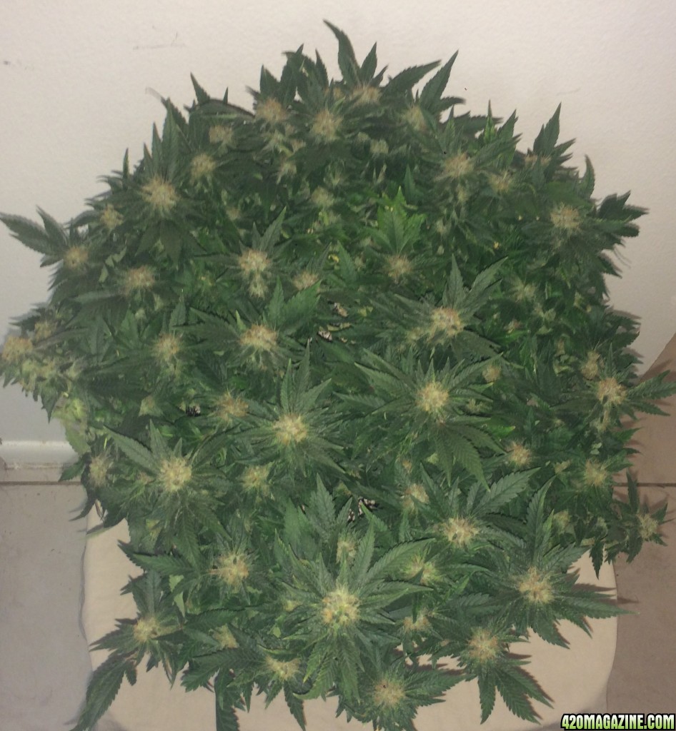 Northern Lights Week 14 Flowering Day 50