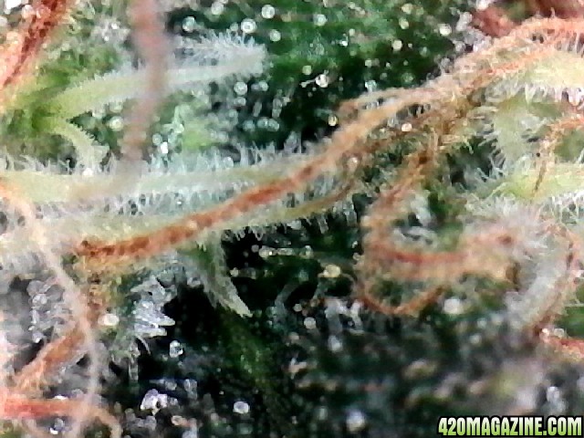 Northern Lights Week 14 Flowering Day 55 Trichomes