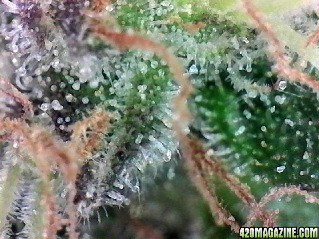 Northern Lights Week 14 Flowering Day 55 Trichomes