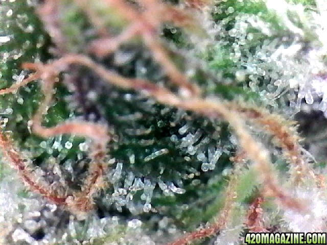 Northern Lights Week 14 Flowering Day 55 Trichomes