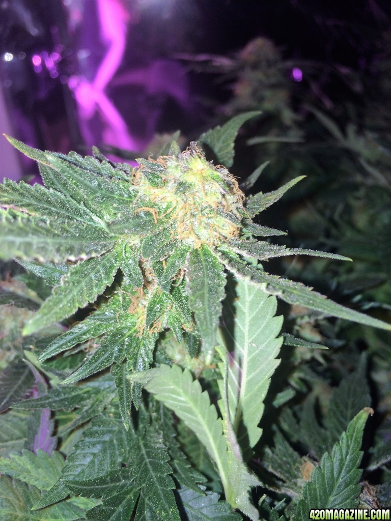 Northern Lights Week 14 Flowering Day 55