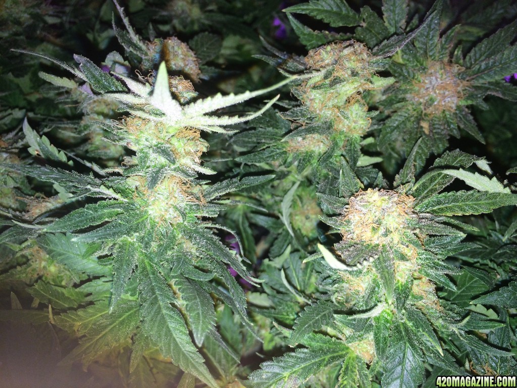 Northern Lights Week 14 Flowering Day 55