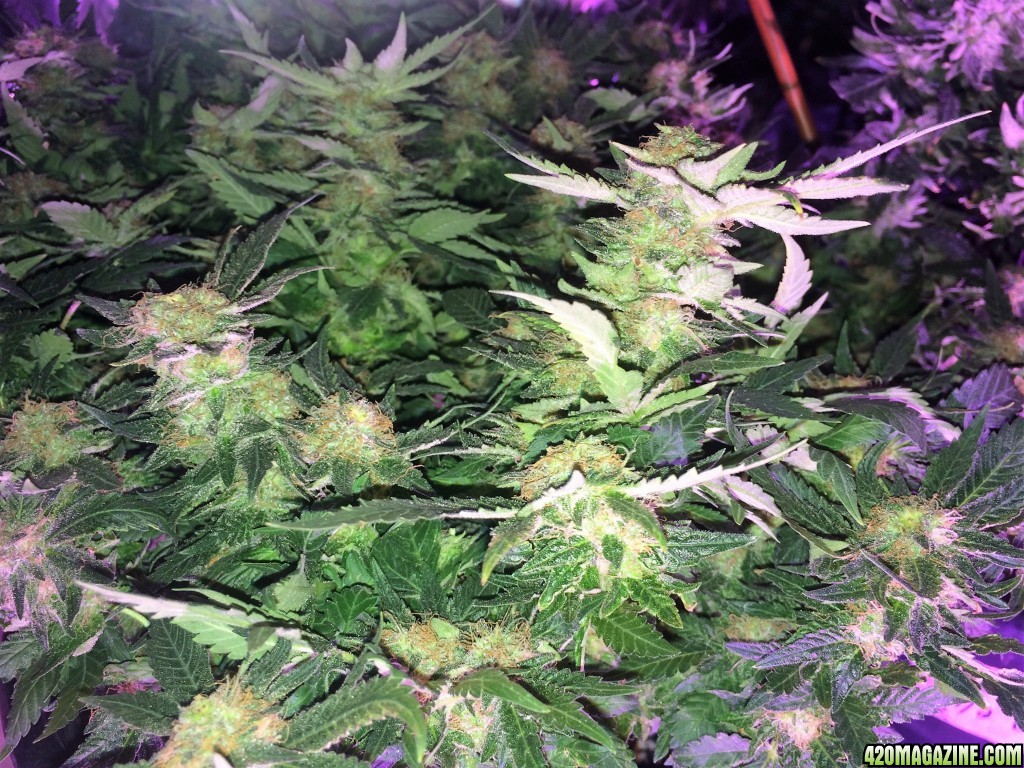 Northern Lights Week 14 Flowering Day 55