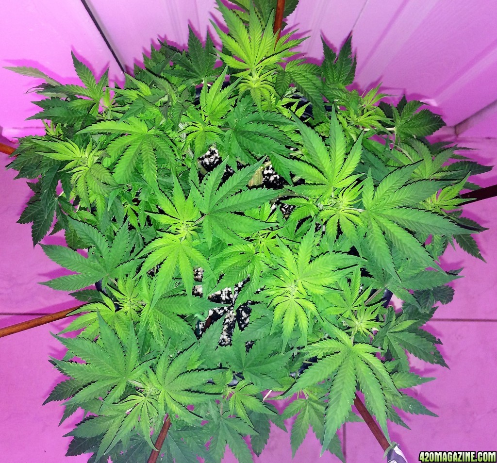 Northern Lights Week 7 Flower Day 2