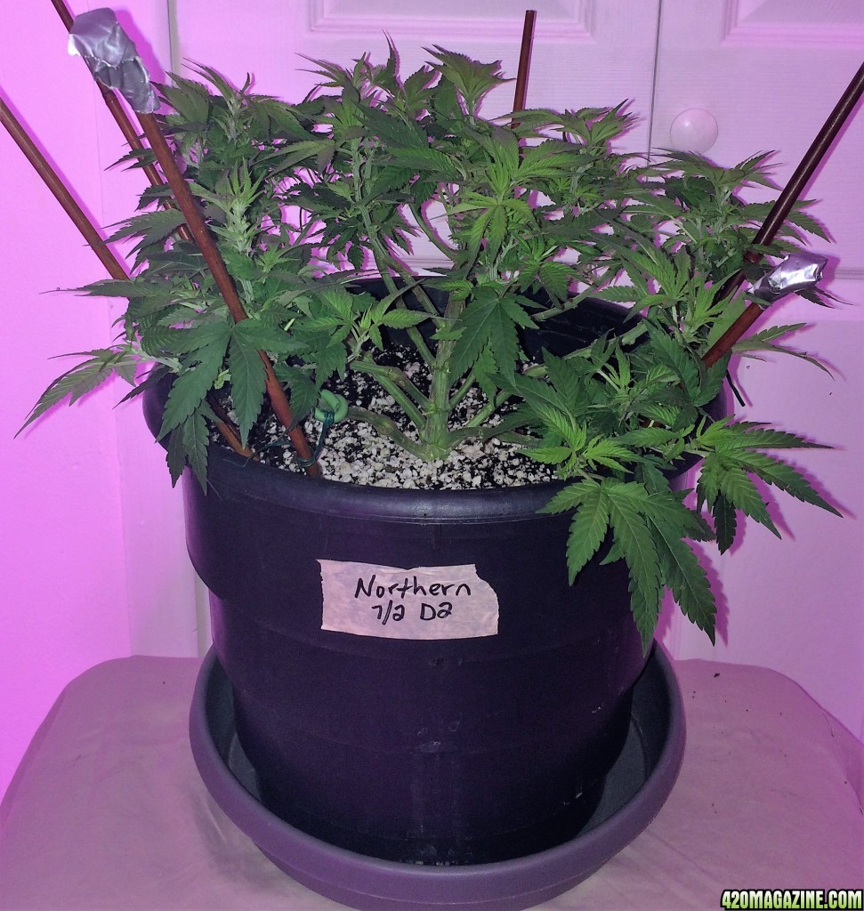 Northern Lights Week 7 Flower Day 2