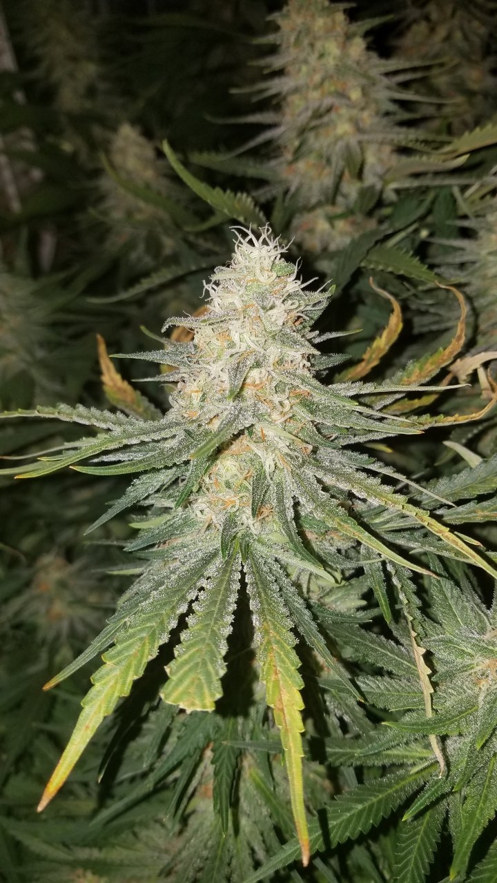 Northern Lights Week 7 Flower